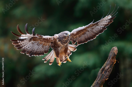 Common Buzzard (Buteo buteo) flying in the forest of Noord Brabant in the Netherlands. Green forest background