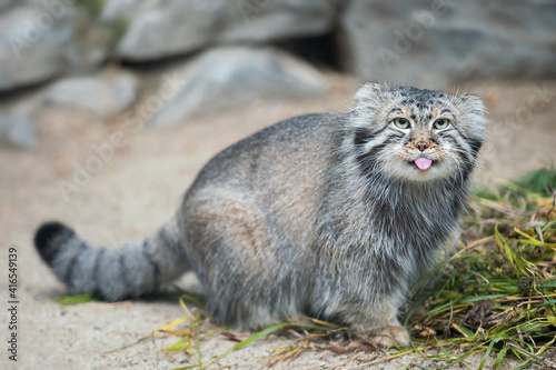 Pallas's cat (Otocolobus manul). Manul is living in the grasslands and montane steppes of Central Asia. Portrait of cute furry adult manul on the sand. Instinct to hunt