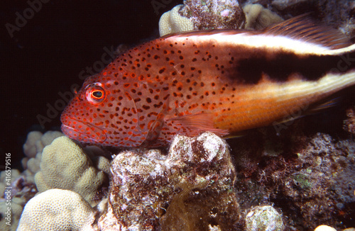 Hawkfish in Hawaii Hunting from Hard Coral waiting for Prey to Swim By