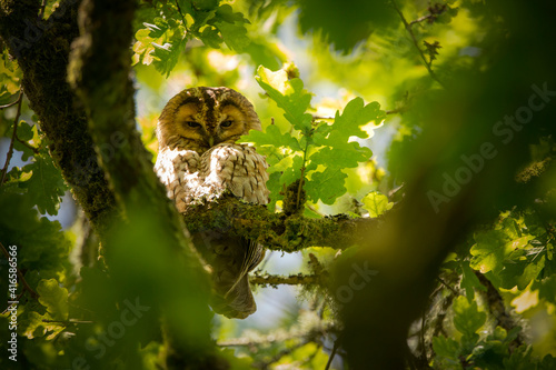 A Tawny Owl sat in a tree looking down