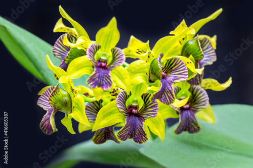 Green Flash, Dendrobium orchid, USA
