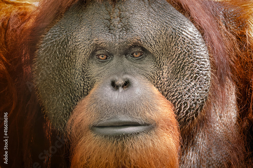 Close-up of Orangutan face.