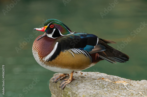 Male Wood Duck.