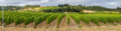 A panorama image of a beautiful vineyard in rolling hills near Lincoln Oregon