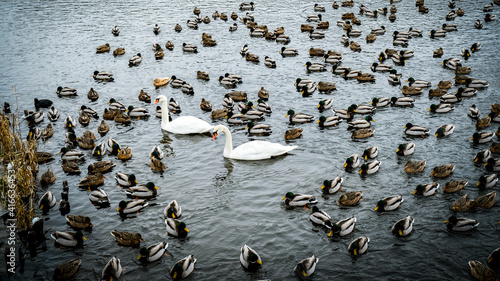 Kaczki i łabędzie na Więcborskim jeziorze