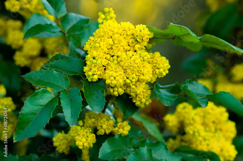 Mahonia pospolita