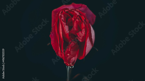 A rosebud mimicking a female vulva. Flower vagina with lubrication on a black background. Close-up. Women's sexuality, lifestyle.