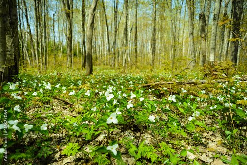 bed of trillium flowers in the forest