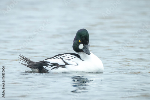 Closeup of a common goldeneye male Bucephala clangula waterfowl