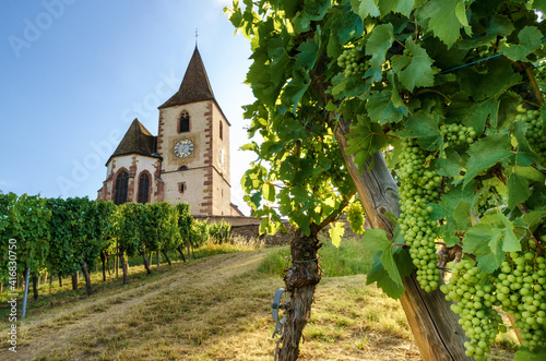 Green summer bunches of grapes near the medieval church of Saint-Jacques-le-Major in Hunawihr, village between the vineyards of Ribeauville, Riquewihr and Colmar in Alsace wine making region of France