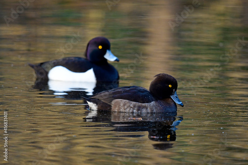 Reiherenten - Pärchen // Tufted duck - couple (Aythya fuligula)