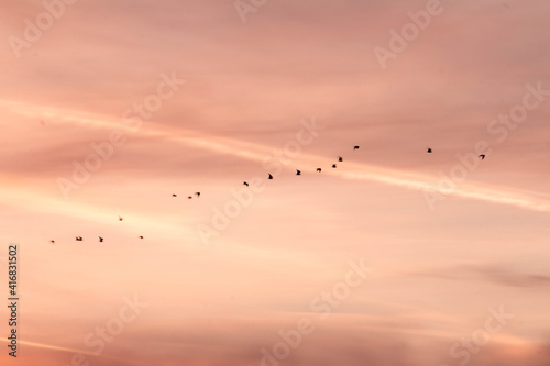 bandada de pájaros volando en formación sobre un atardecer dorado y suaves nubes