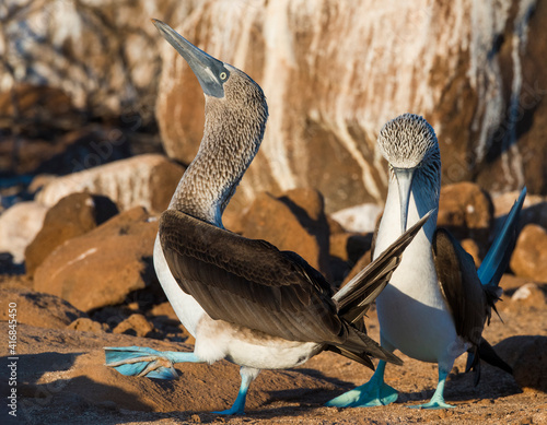 Ecuador, Galapagos Islands, North Seymour Island. Blue-footed boobies preforming mating dance.