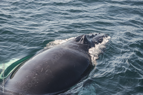 A humpback whale (megaptera novaeangliae) from the back with a view of its blowhole with two open nostrils. Copy space. Great South Channel, North Atlantic.