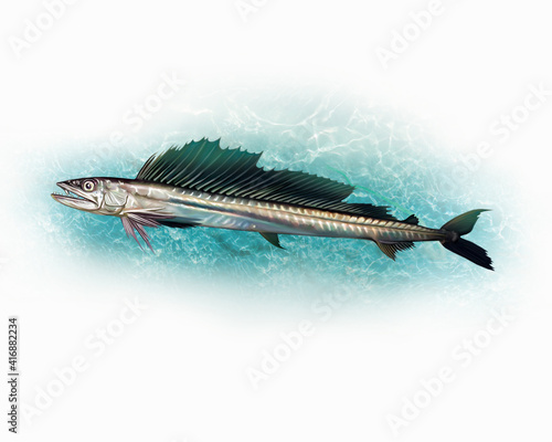 The long snouted lancetfish or cannibal fish (Alepisaurus ferox)