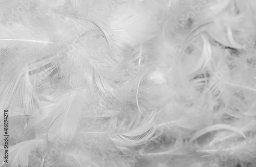 white duck feathers with visible details. textura or background