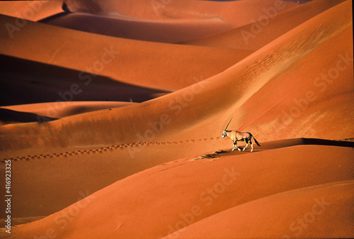 Oryx gazella walks over beautiful red sand dunes in Namib desert