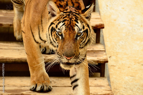 Portrait of a tiger, walking down stairs at a zoo.