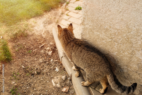 Cat slinking in the garden.High quality photo.