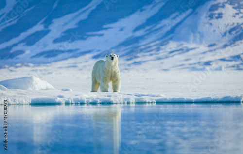 Polar bears in the arctic, Svalbard. 