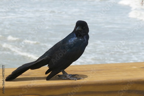 Boat-tailed grackle on the pier in Florida beach, closeup