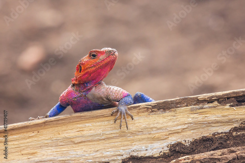 Rainbow agama close up (Agama agama), Masai Mara, Kenya