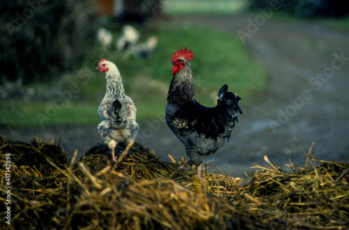 Coq, Poule, ferme, tas de fumier