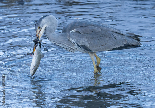 Gray herons catch fish in a flowing water one winter day.