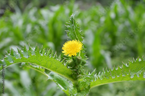 Yellow thistle (Sonchus asper) grows in nature.