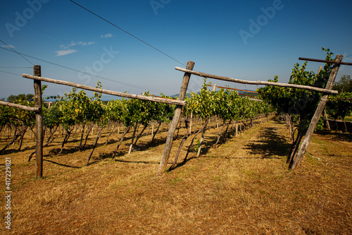 Vineyard in the Trieste Karst