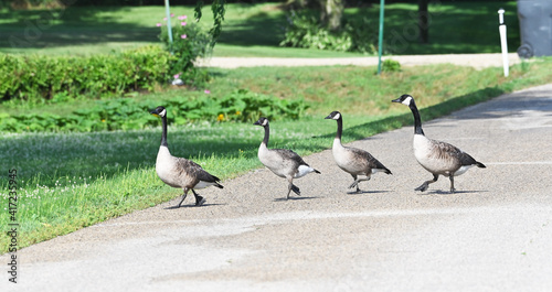 Geese Crossing Road