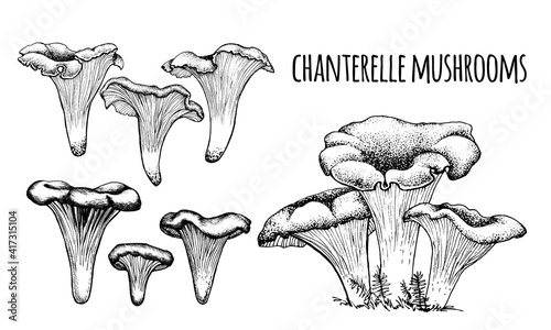 Chanterelle mushrooms Vector illustration hand-drawn, family of edible mushrooms, graphic drawing with lines, Healthy organic food, vegetarian food, fresh mushrooms isolated on a white background