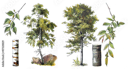 Birch (left) and Common hornbeam - Carpinus betulus (right) - vintage illustration from Larousse du xxe siècle
