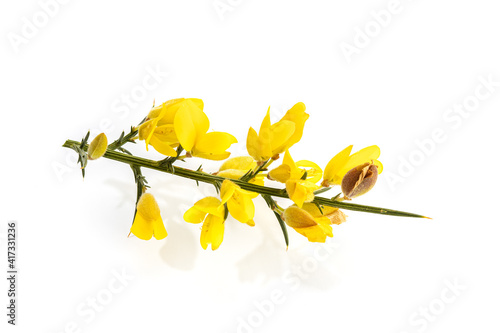 Fresh Yellow Gorse in flower isolated on white background. Ulex europaeus