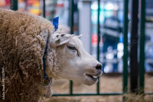 Portrait of funny cute texel sheep with open mouth at agricultural animal exhibition, small cattle trade show - close up. Farming, agriculture industry, livestock and animal husbandry concept