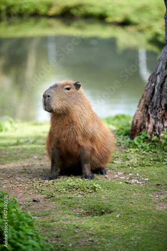 Brown capybara sitting by the lake at the zoo