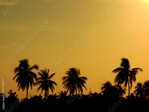 view of coconut tree silhouette with orange sky at sunset