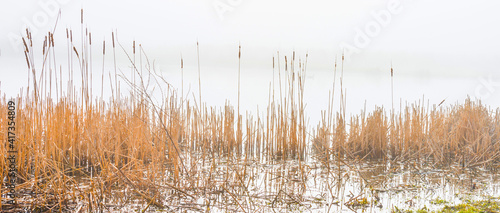 Reed along the misty edge of a lake in wetland in bright foggy sunlight in winter, Almere, Flevoland, The Netherlands, February 28, 2021