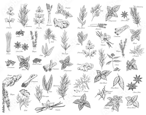 Spices, cooking herbs and seasonings sketch vectors set. Bay leaves, peppermint and sage, cinnamon and ginger, black pepper, cardamon and cloves, basil, oregano and arugula, dill, cilantro and anise