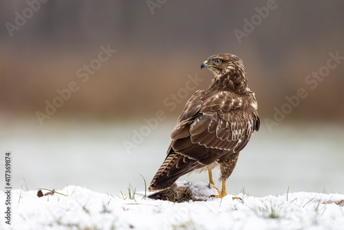 Common Eurasian buzzard buteo buteo in snow looking over its shoulder with beautiful blurry background in snow, Schleswig-Holstein, Northern Germany