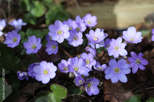 Leberblümchen