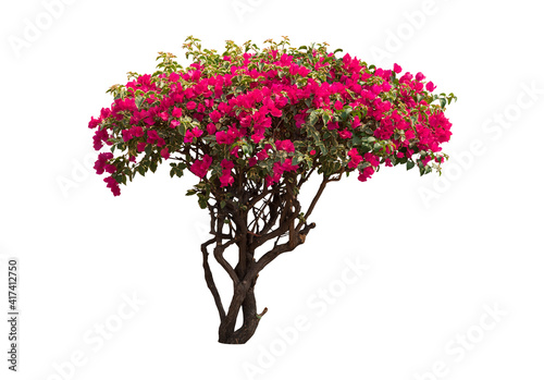 Bougainvilleas tree isolated on white background with clipping path