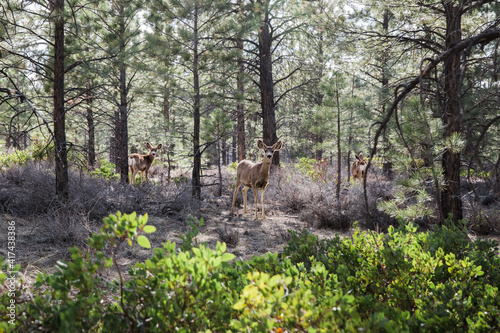 Closeup shot of mule deer in Bryce Canyon National Park, Utah