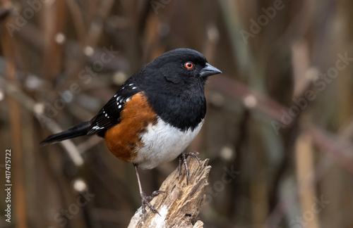 spotted towhee bird