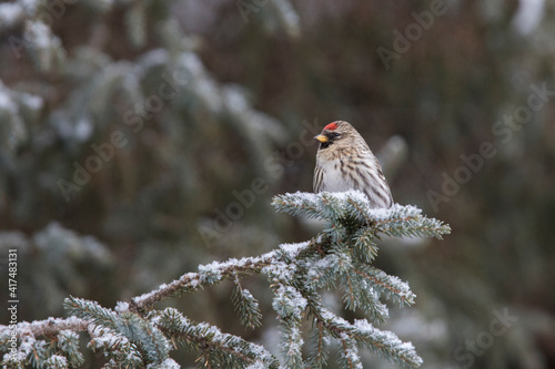 common redpoll or mealy redpoll (Acanthis flammea)