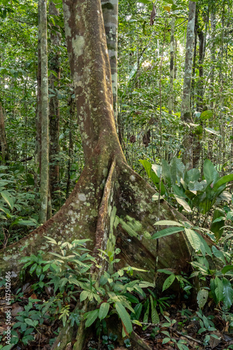 Amazon National Park, Peru. Ficus tree with buttress roots in the rainforest.