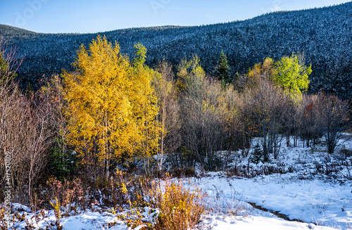 Yellow autumn maples are held captive by the first snow covering the trees on the hills at the Vermont Pass
