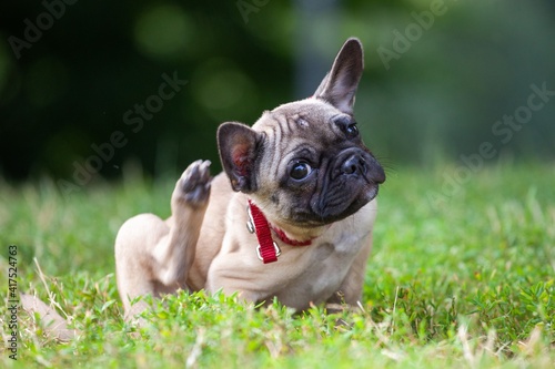 french bulldog puppy scratching its ears in grass