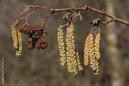 Catkins in spring, new male inflorescence and old, mature cone-like flowers and some buds of European black alder