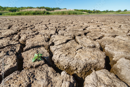 Young small green sprout growing on cracked dry soil of dried river bottom in period of summer drought